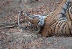 Escena de La venganza del tigre