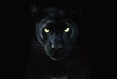 Escena de La verdadera pantera negra