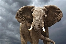 Escena de La vida del elefante