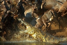 Escena de Laberinto de cocodrilos