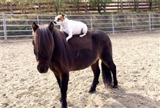 Escena de Las aventuras de Dally y Spanky