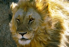 Escena de León por siempre