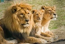 Escena de Leones hambrientos