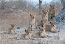 Escena de Leyenda de un rey