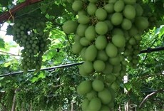 Escena de Linea verde estate