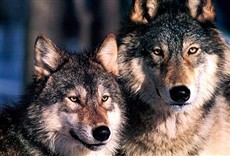 Escena de Lobos asesinos