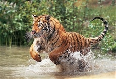 Escena de Locuras animales