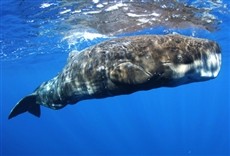 Escena de Los Azores