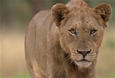 Serie Los depredadores más peligrosos de África