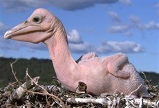 Escena de Los más raros: caras extrañas