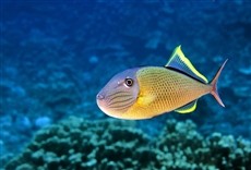 Escena de Los tiburones de la isla de Pascua