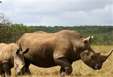 Serie Lucha por los rinocerontes