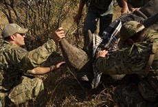 Escena de Lucha por los rinocerontes