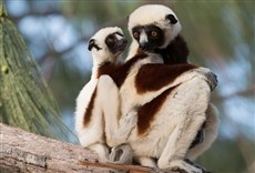 Escena de Madagascar: la misteriosa isla del lemur