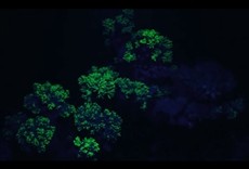 Escena de Mares resplandecientes