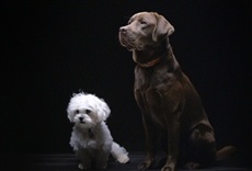 Escena de Mascotas: vidas secretas