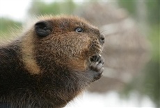 Escena de Mechón Blanco: las aventuras del pequeño castor