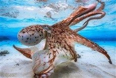 Escena de Mega pulpo