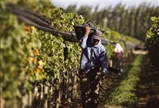Escena de Mercado frutihortícola