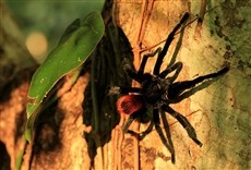 Escena de México indomado