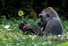 Escena de Mi vida con los gorilas