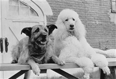 Escena de Mira quién habla ahora