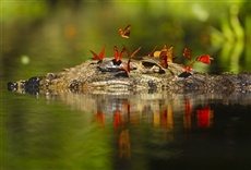 Escena de Misterios del bosque tropical