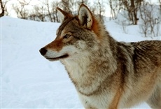 Escena de Mundo natural: Animales en la nieve