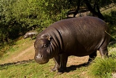 Televisión Mundo natural: El hipopótamo pigmeo