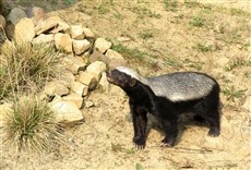 Escena de Mundo natural: El tejón de la miel