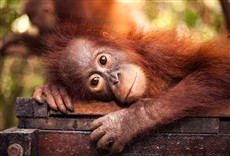 Televisión Mundo natural: orangutanes de Borneo
