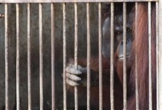Escena de Mundo natural: orangutanes de Borneo