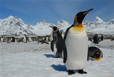 Televisión Mundo pingüino