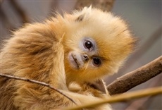 Escena de Nacidos en China