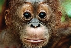 Escena de Nacidos para ser libres