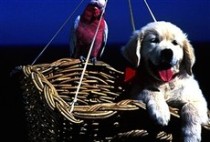 Escena de Napoleón, el perrito aventurero