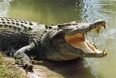 Escena de Nilo salvaje