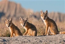 Escena de Norteamérica