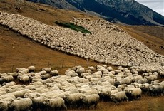 Escena de Nueva Zelanda Salvaje