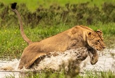 Escena de Okavango: oasis de África