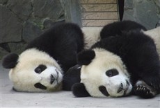 Escena de Pandamonio