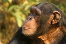 Escena de Paraíso chimpancé