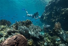 Escena de Paraíso en el océano