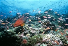 Escena de Paraísos terrenales