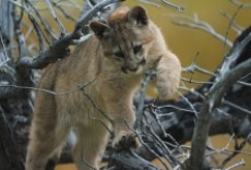 Serie Patagonia extraordinaria