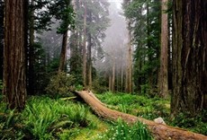 Escena de Patrulla del bosque