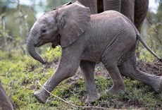 Escena de Pequeño gigante