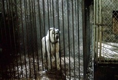 Escena de Perro blanco