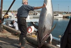Escena de Pesca de gigantes