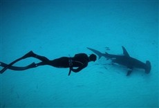 Escena de Phelps vs. Tiburones